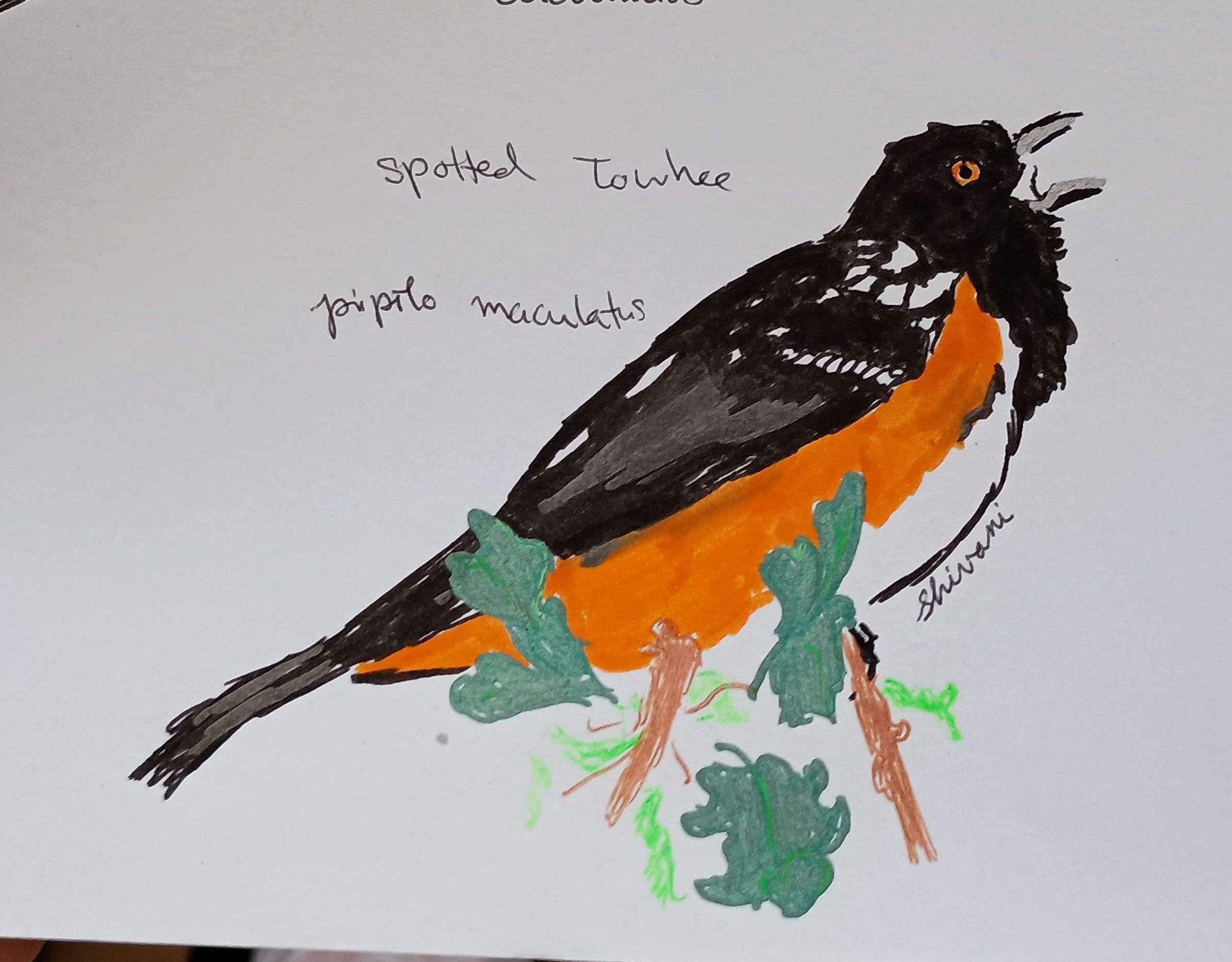 Spotted Towhee-Mixed Media, Pen, Watercolor Peen, Colored Pencil